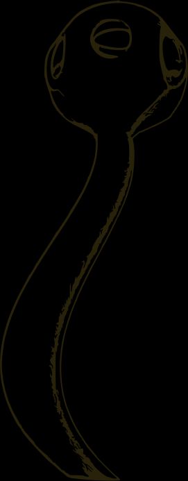 나마칼라투스의 컴퓨터 모델