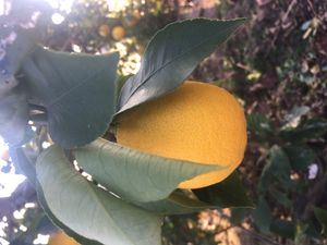 나무에 달린 레몬 열매