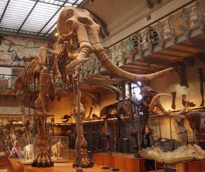 남방 맘모스의 골격