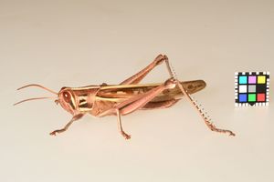 각시메뚜기 수컷(후쿠오카시), 암컷에 비해 훨씬 작음