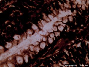 개 직장의 현미경 횡단면 (400×). 원주 모양 내벽 사이에 높은 농도의 술잔 세포가 나타나는데, 술잔 세포는 투명한 내부 물질(세포질)을 가진 둥근 세포로 관찰된다.