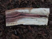 참나무의 백색 부후