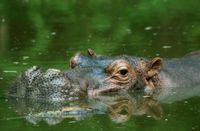 눈·콧구멍·외이를 수면 위로 내밀고 주변을 살피는 모습