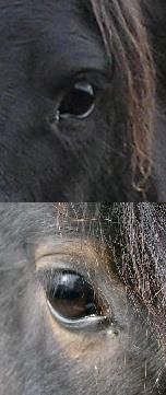 흑마(상단)와 눈 주위에 붉은 털이 있는 짙은 갈색 또는 바다표범 갈색 말(하단)을 비교한 햇빛에 바랜 갈기.