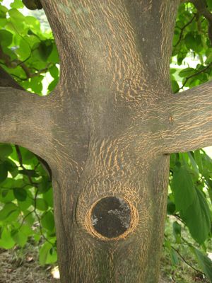 수피 확대 사진