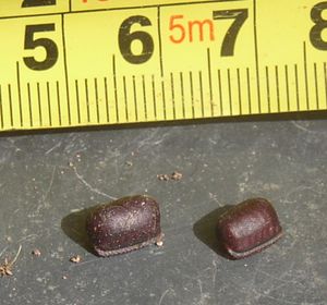 이질바퀴의 알집