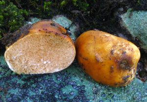 위자실체류: Zelleromyces cinnabarinus