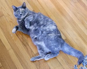 파란색 (옅은 검은색) 삼색 고양이