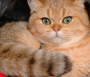 블랙 골든 틱 태비 브리티시 쇼트헤어.