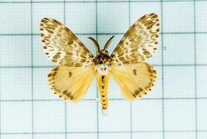 Lymantria mathura subpallida