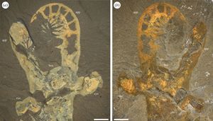 아노말로카리스의 머리(app: 앞쪽 부속지, eye: 겹눈, hea: 머리 덮개)