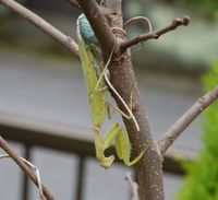 넓적배사마귀의 산란