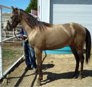 클래식 샴페인 (청색+샴페인)