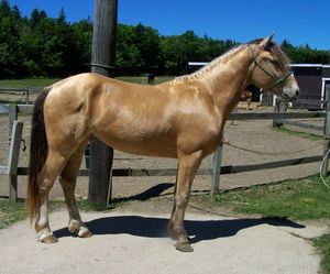 앰버 샴페인 (갈색+샴페인)