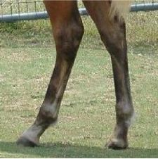 실버 댑플의 다리