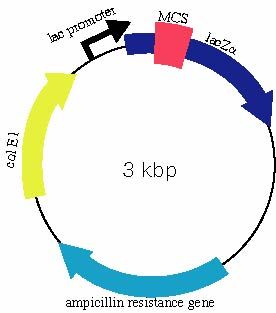 pUC 플라스미드 벡터의 예시 모식도