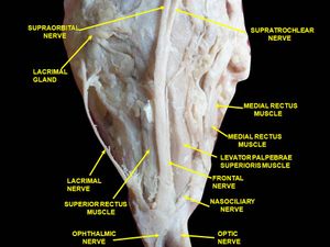 바깥눈근육과 눈확의 신경. 깊은 해부.