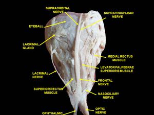 바깥눈근육과 눈확의 신경. 깊은 해부.