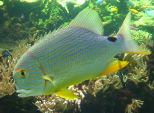 イレズミフエダイ Symphorichthys spilurus