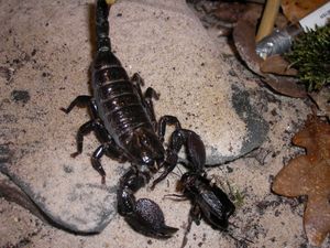 강력한 촉지로 귀뚜라미를 사냥했다.