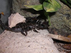 사냥한 귀뚜라미를 먹고 있다.