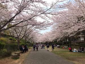 오유미노노 산책로 (사계의 길 봄의 길)