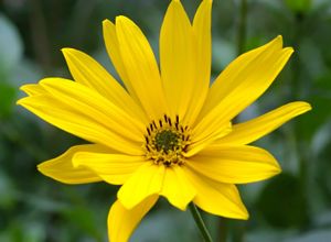 돼지감자 Helianthus tuberosus