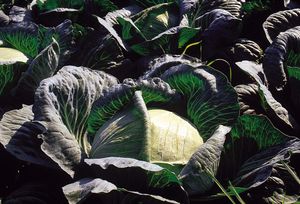 알자스 슈크루트용 양배추