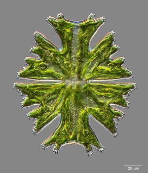 2b. 부동성 단세포의 아와세오우기속 (접합조류).