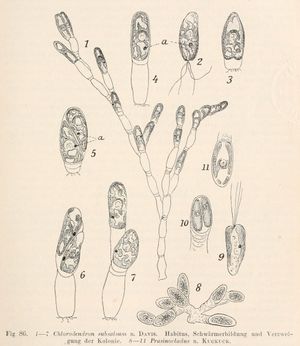 2d. 수지상 군체인 프라시노클라두스속 (클로로덴드론조강).