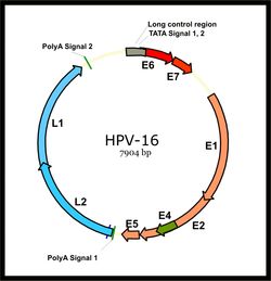 사람 유두종 바이러스의 게놈.HeLa 세포의 게놈에는 이 중 L1, E6, E7을 포함하는 영역이 들어가 있다.