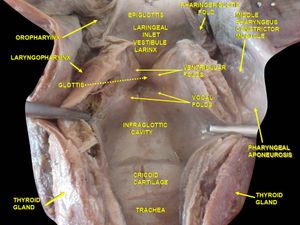 뒤에서 본 후두, 인두, 혀