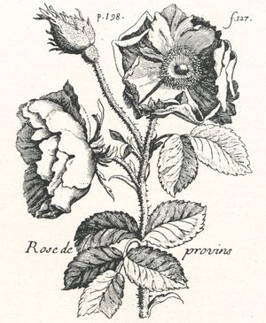 피에르 포메(1658년 - 1699년)가 그린 프로뱅의 장미