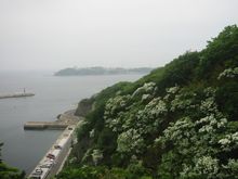 와니우라의 쪽동백나무