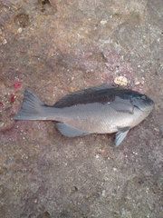 구치부토}}, 쥐돔