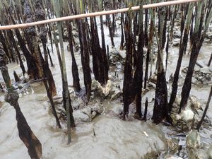 줄기에 부착된 김 (타마가와 하구)