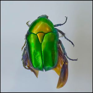 Protaetia cuprea ignicollis