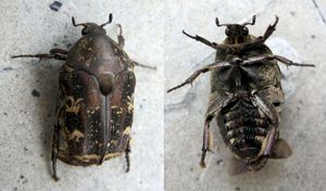 Yogyakarta의 Protaetia fusca