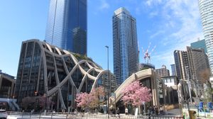 완성된 모습・2월 하순에는 하치조벚꽃이 만발하다