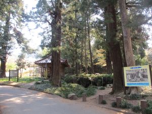 세다테 또는 세리자와후도와 후지가세의 폭포(신라사부로 요시미쓰 공개 기)