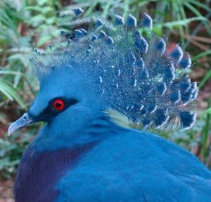 주롱 새 공원의 빅토리아왕관비둘기