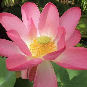 연꽃의 꽃잎과 꽃턱. 이후 꽃턱은 성장하여 열매를 맺는다.