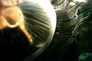 발트해의 살아있는 물결치는 Aurelia의 작동 중인 격자