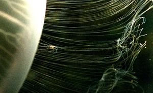 사냥감, 아마도 요각류를 보여주는 더 높은 배율