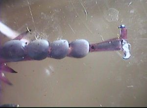 두 개의 발톱과 감각 패드가 있는 아랫다리(부절)