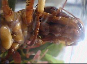 기생충이 있는 아랫면