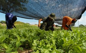 한빛농장에서 채소 수확