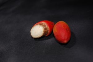 그네몬의 씨앗 단면