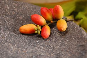 그네몬의 씨앗은 식용으로 사용된다