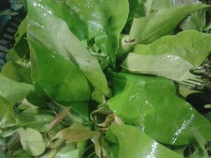 태국에서 식재료로 사용되는 그네몬(G. gnemon)의 잎은 phak liang이라고 불린다.